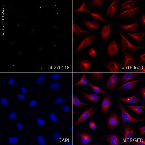 Immunocytochemistry/ Immunofluorescence - Alexa Fluor® 488 Anti-Pericentrin antibody [EPR21987] - Centrosome Marker (AB270118), expandable thumbnail