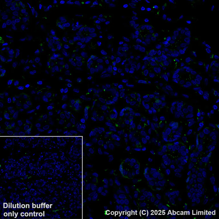 Immunohistochemistry (Formalin/PFA-fixed paraffin-embedded sections) - Alexa Fluor® 488 Anti-Pericentrin antibody [EPR21987] - Centrosome Marker (AB270118)
