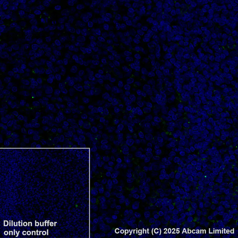 Immunohistochemistry (Formalin/PFA-fixed paraffin-embedded sections) - Alexa Fluor® 488 Anti-Pericentrin antibody [EPR21987] - Centrosome Marker (AB270118)