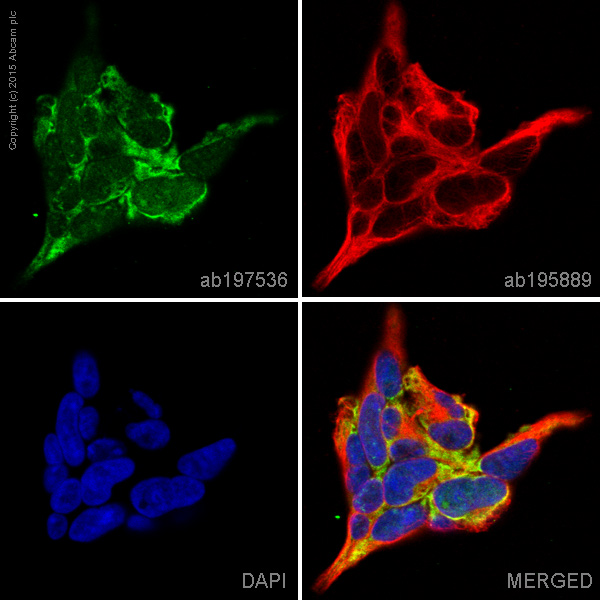 Immunocytochemistry/ Immunofluorescence - Alexa Fluor® 488 Anti-Peroxiredoxin 2/PRP antibody [EPR5154] (AB197536), expandable thumbnail