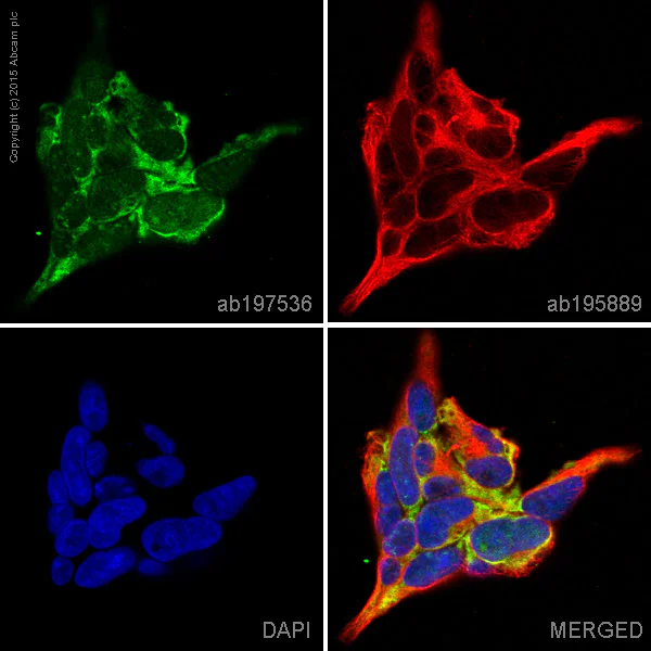 Immunocytochemistry/ Immunofluorescence - Alexa Fluor® 488 Anti-Peroxiredoxin 2/PRP antibody [EPR5154] (AB197536)