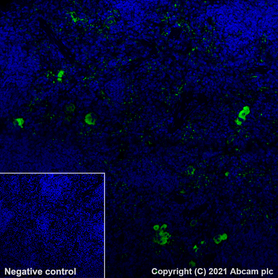Anti-PF4 Alexa Fluor® 488 antibody [EPR7763] (ab281848) IgG | Abcam