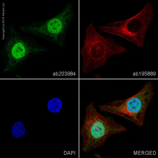 Immunocytochemistry/ Immunofluorescence - Alexa Fluor® 488 Anti-PFKFB3 antibody [EPR12594] (AB203984)