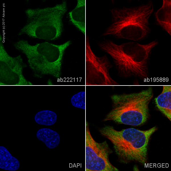 Immunocytochemistry/ Immunofluorescence - Alexa Fluor® 488 Anti-PGK1 antibody [EPR19057] (AB222117)
