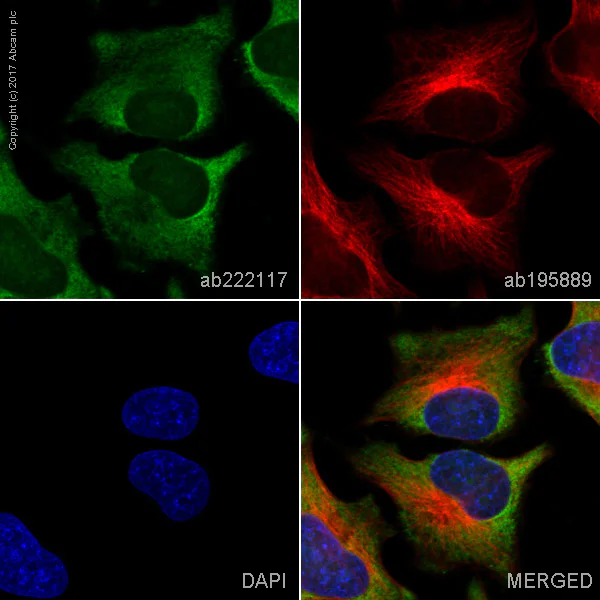 Immunocytochemistry/ Immunofluorescence - Alexa Fluor® 488 Anti-PGK1 antibody [EPR19057] (AB222117)
