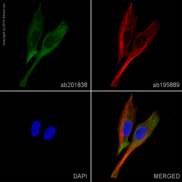 Immunocytochemistry/ Immunofluorescence - Alexa Fluor® 488 Anti-PGP9.5 antibody [346CT2.5.1] (AB201838), expandable thumbnail