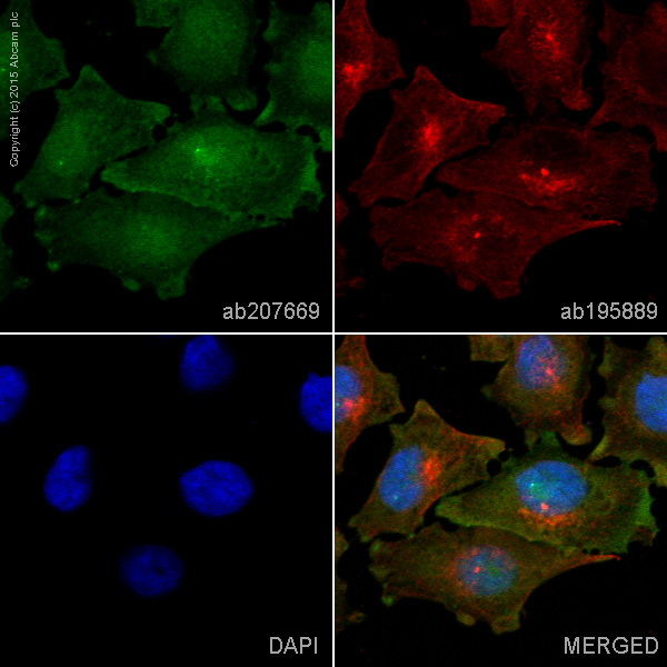 Immunocytochemistry/ Immunofluorescence - Alexa Fluor® 488 Anti-PHLDA1 antibody [EPR6674] (AB207669)