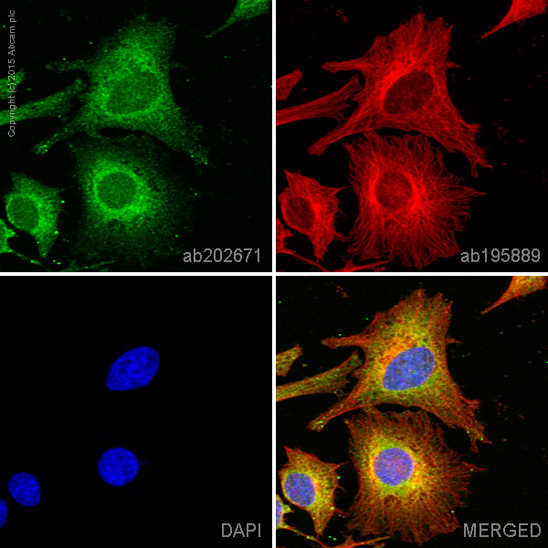 Immunocytochemistry/ Immunofluorescence - Alexa Fluor® 488 Anti-PI 3 Kinase catalytic subunit alpha/PIK3CA antibody [EP383Y] (AB202671)