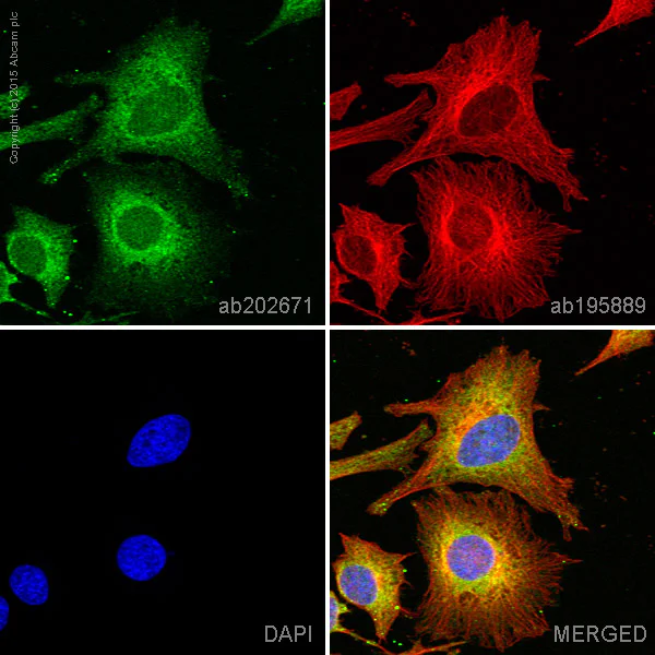 Immunocytochemistry/ Immunofluorescence - Alexa Fluor® 488 Anti-PI 3 Kinase catalytic subunit alpha/PIK3CA antibody [EP383Y] (AB202671)