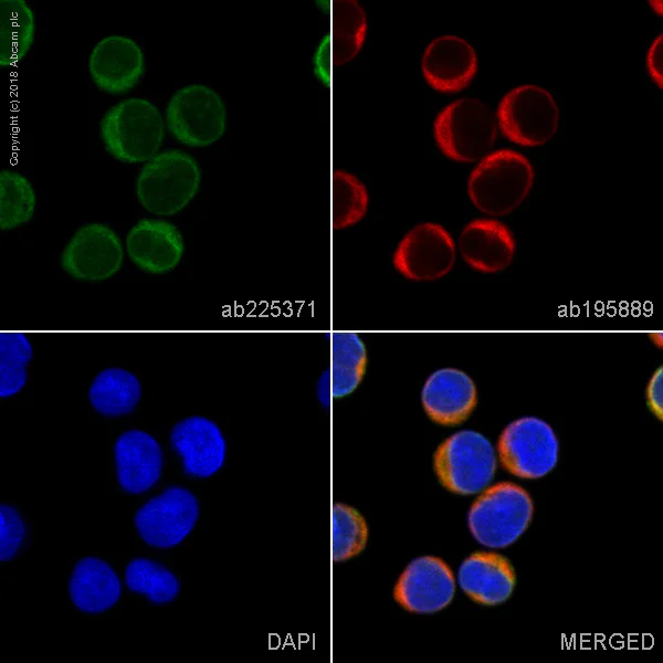 Immunocytochemistry/ Immunofluorescence - Alexa Fluor® 488 Anti-PI 3 Kinase p85 alpha antibody [EPR18702] (AB225371)