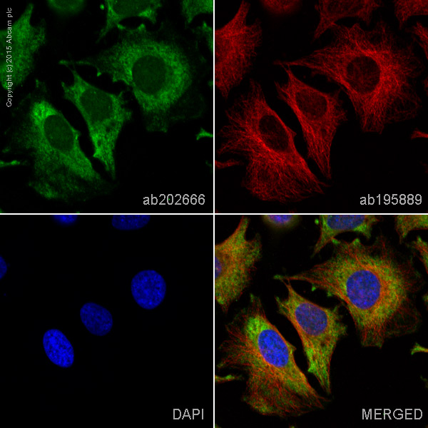 Immunocytochemistry/ Immunofluorescence - Alexa Fluor® 488 Anti-PI3 Kinase p110 beta antibody [EPR5515(2)] (AB202666)