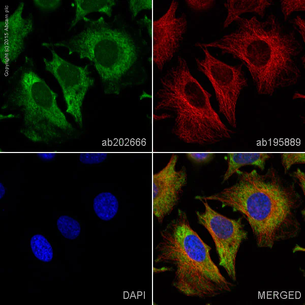 Immunocytochemistry/ Immunofluorescence - Alexa Fluor® 488 Anti-PI3 Kinase p110 beta antibody [EPR5515(2)] (AB202666)
