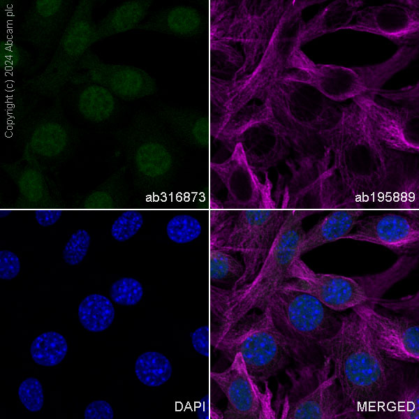 Immunocytochemistry/ Immunofluorescence - Alexa Fluor® 488 Anti-Pin1 antibody [EPR18546-317] (AB316873), expandable thumbnail
