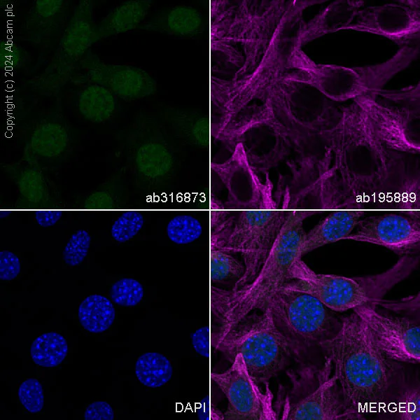 Immunocytochemistry/ Immunofluorescence - Alexa Fluor® 488 Anti-Pin1 antibody [EPR18546-317] (AB316873)