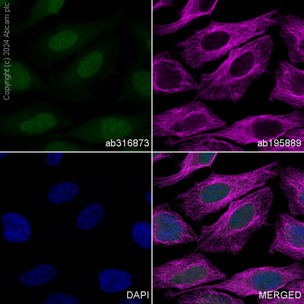 Immunocytochemistry/ Immunofluorescence - Alexa Fluor® 488 Anti-Pin1 antibody [EPR18546-317] (AB316873), expandable thumbnail