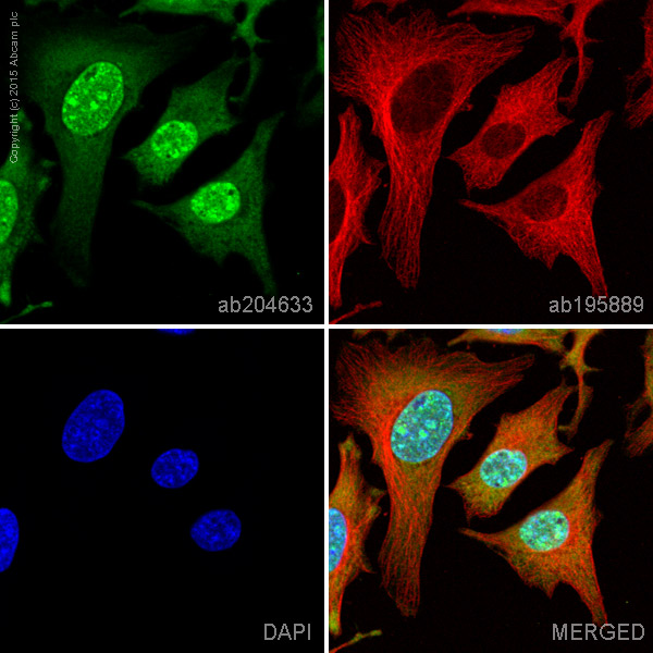 Immunocytochemistry/ Immunofluorescence - Alexa Fluor® 488 Anti-PKC alpha antibody [Y124] (AB204633)