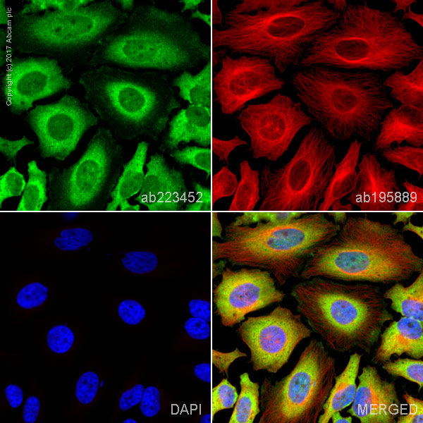 Immunocytochemistry/ Immunofluorescence - Alexa Fluor® 488 Anti-PKC beta 1 antibody [EPR18512] (AB223452), expandable thumbnail