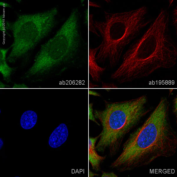 Immunocytochemistry/ Immunofluorescence - Alexa Fluor® 488 Anti-PKC delta antibody [EPR17075] (AB206282)