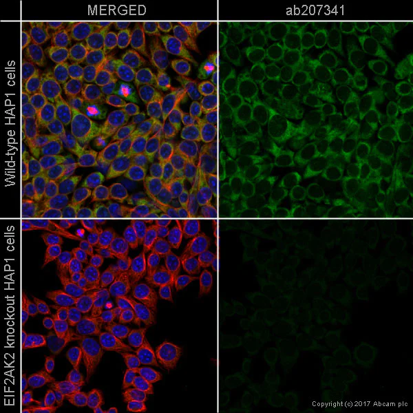 Immunocytochemistry/ Immunofluorescence - Alexa Fluor® 488 Anti-PKR antibody [Y117] (AB207341)