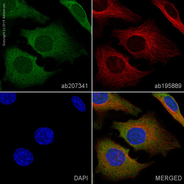 Immunocytochemistry/ Immunofluorescence - Alexa Fluor® 488 Anti-PKR antibody [Y117] (AB207341)