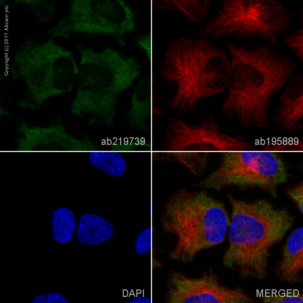 Immunocytochemistry/ Immunofluorescence - Alexa Fluor® 488 Anti-PKR antibody [YE350] (AB219739), expandable thumbnail