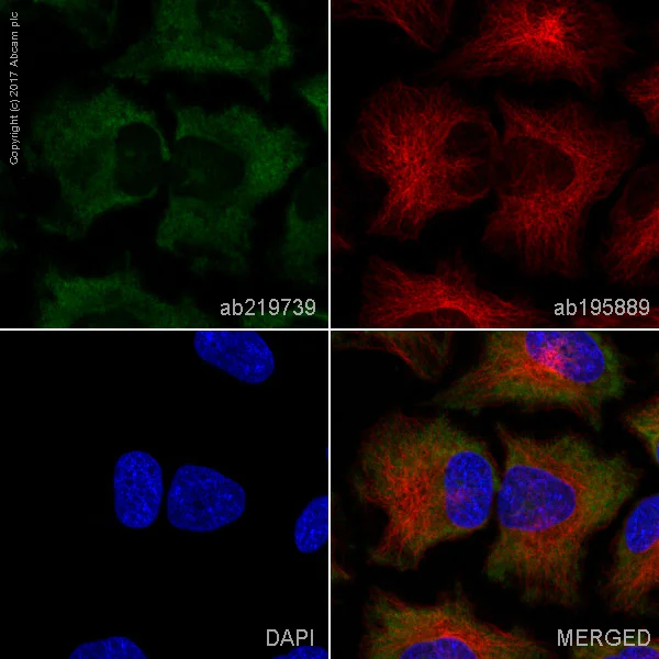 Immunocytochemistry/ Immunofluorescence - Alexa Fluor® 488 Anti-PKR antibody [YE350] (AB219739)