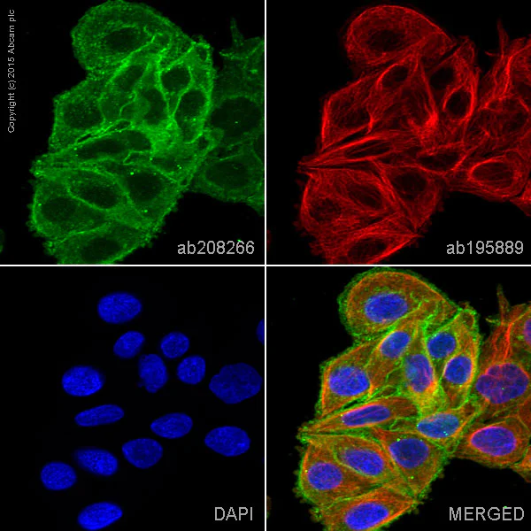 Immunocytochemistry/ Immunofluorescence - Alexa Fluor® 488 Anti-PLP2 antibody [EPR14238(B)] (AB208266)