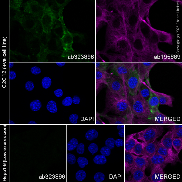 Immunocytochemistry/ Immunofluorescence - Alexa Fluor® 488 Anti-Podoplanin antibody [EPR27193-535] (AB323896), expandable thumbnail