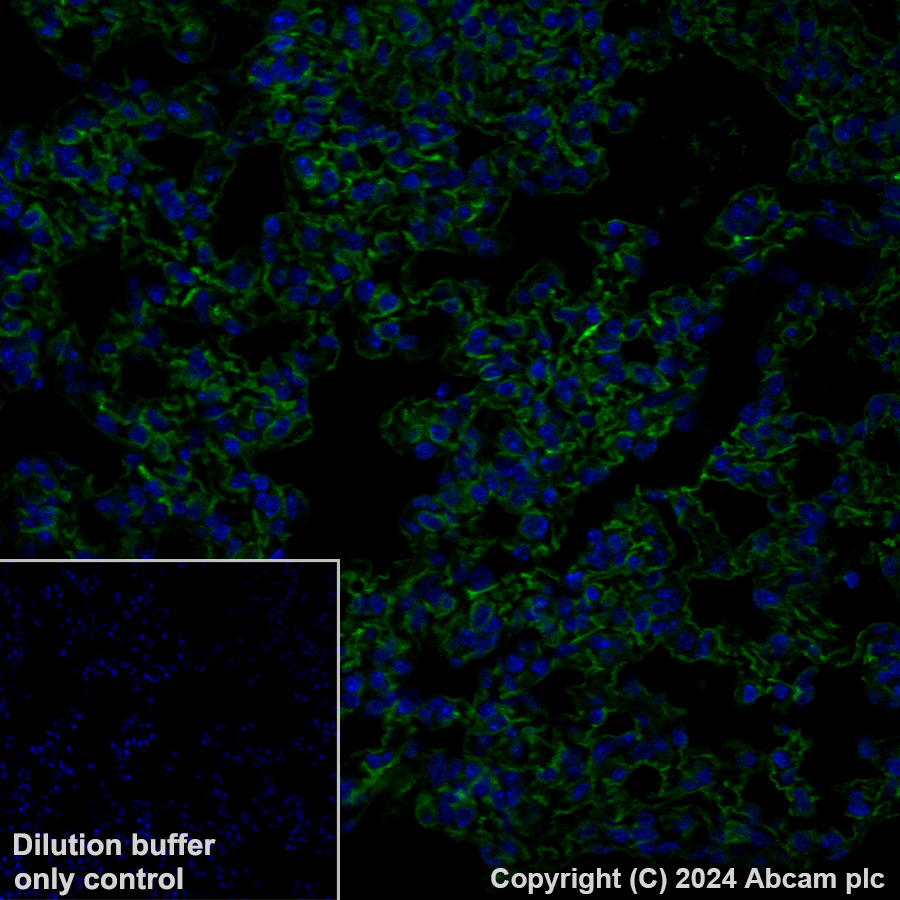 Immunohistochemistry (Formalin/PFA-fixed paraffin-embedded sections) - Alexa Fluor® 488 Anti-Podoplanin antibody [PMab-1] (AB318248), expandable thumbnail