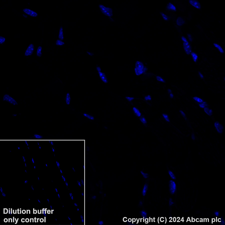 Immunohistochemistry (Formalin/PFA-fixed paraffin-embedded sections) - Alexa Fluor® 488 Anti-Podoplanin antibody [PMab-1] (AB318248), expandable thumbnail
