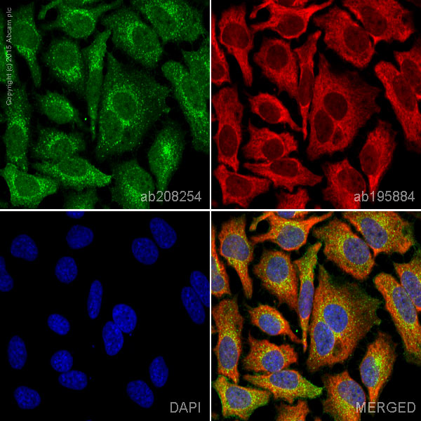 Immunocytochemistry/ Immunofluorescence - Alexa Fluor® 488 Anti-PODXL antibody [EPR9518] (AB208254)