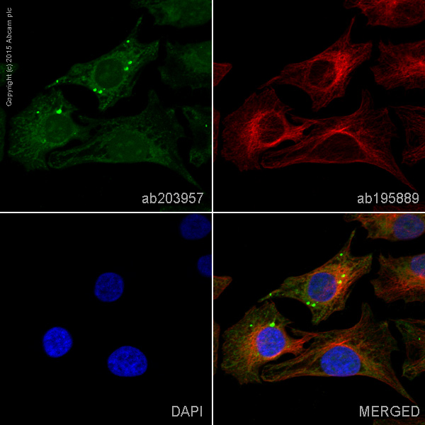 Immunocytochemistry/ Immunofluorescence - Alexa Fluor® 488 Anti-PP2A alpha + beta antibody [Y119] (AB203957)
