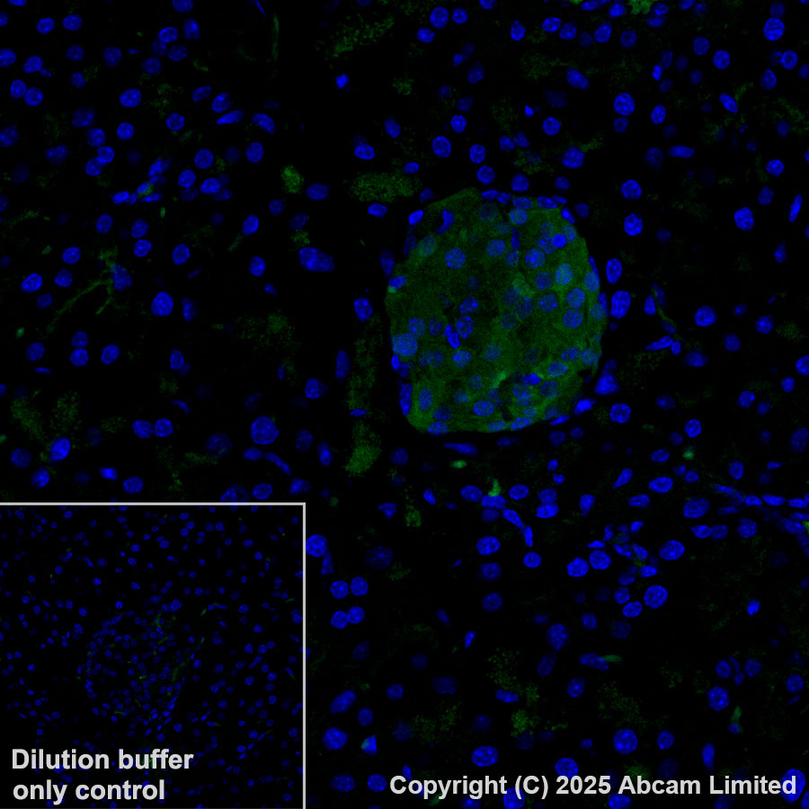 Immunohistochemistry (Formalin/PFA-fixed paraffin-embedded sections) - Alexa Fluor® 488 Anti-PPP1R1A antibody [EPR28192-90] (AB323837), expandable thumbnail