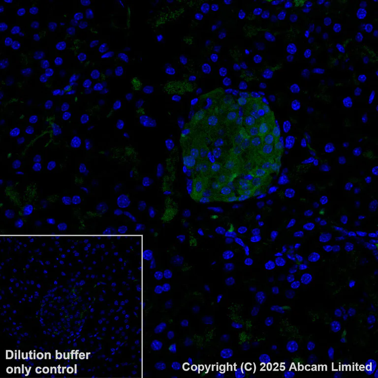 Immunohistochemistry (Formalin/PFA-fixed paraffin-embedded sections) - Alexa Fluor® 488 Anti-PPP1R1A antibody [EPR28192-90] (AB323837)