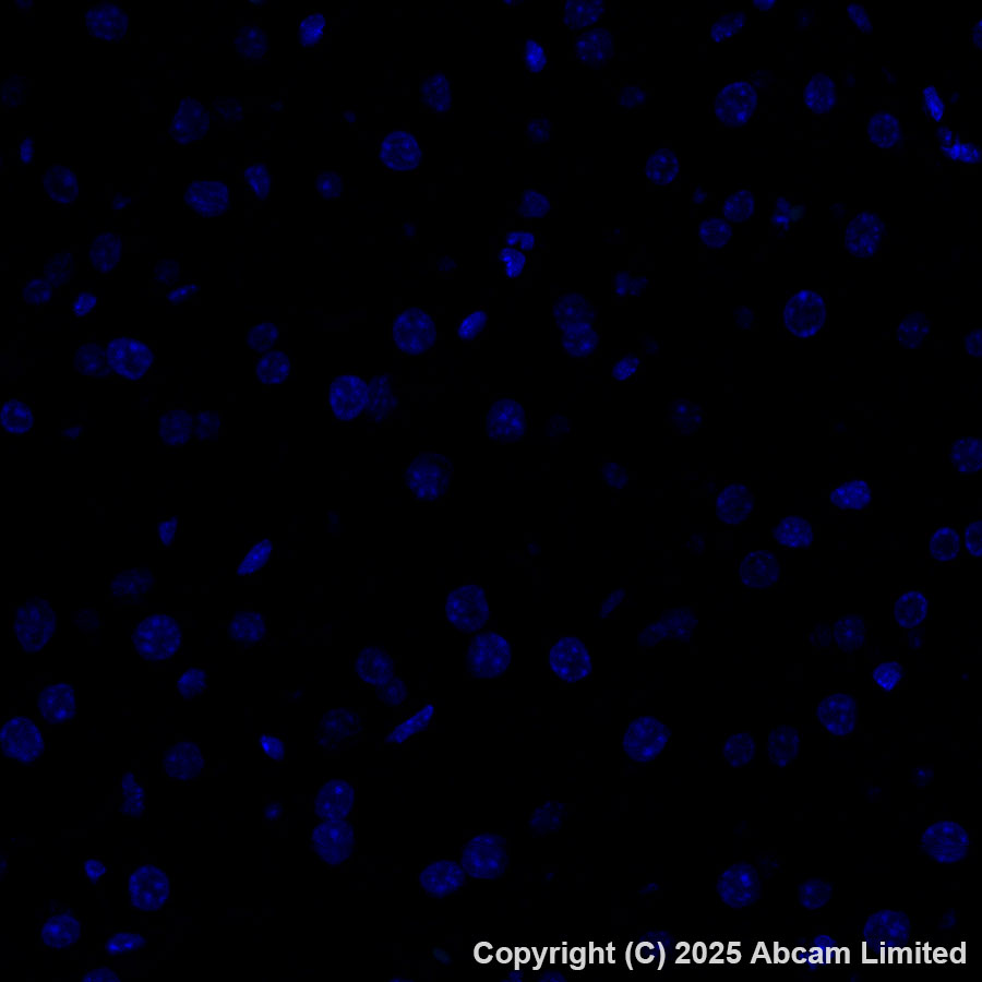Immunohistochemistry (Formalin/PFA-fixed paraffin-embedded sections) - Alexa Fluor® 488 Anti-PPP1R1A antibody [EPR28192-90] (AB323837), expandable thumbnail