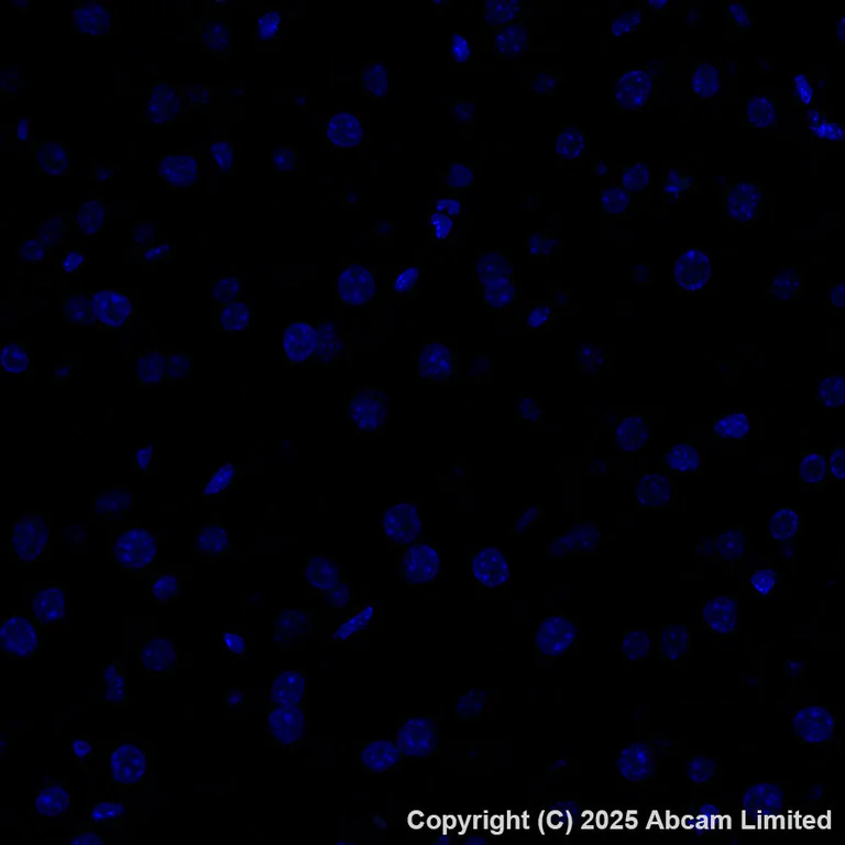 Immunohistochemistry (Formalin/PFA-fixed paraffin-embedded sections) - Alexa Fluor® 488 Anti-PPP1R1A antibody [EPR28192-90] (AB323837)