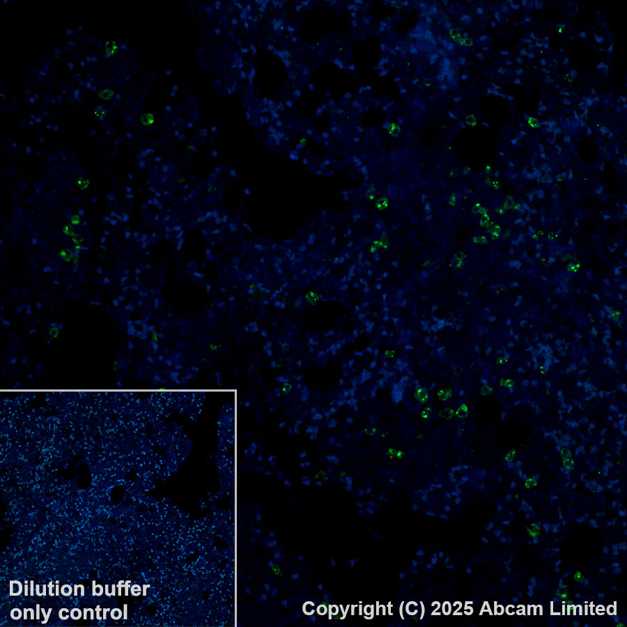 Immunohistochemistry (Formalin/PFA-fixed paraffin-embedded sections) - Alexa Fluor® 488 Anti-PRG2 antibody [EPR29096-502] (AB324073), expandable thumbnail