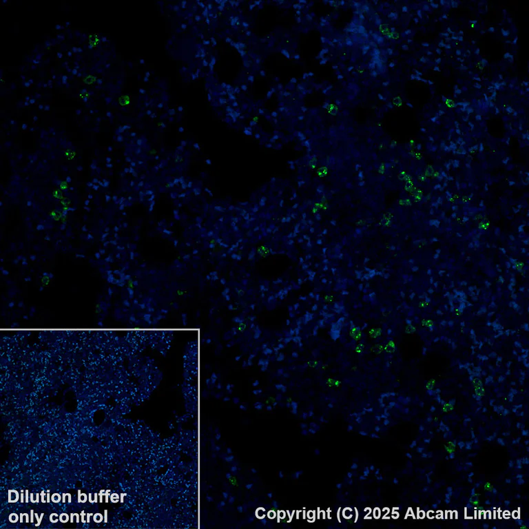 Immunohistochemistry (Formalin/PFA-fixed paraffin-embedded sections) - Alexa Fluor® 488 Anti-PRG2 antibody [EPR29096-502] (AB324073)