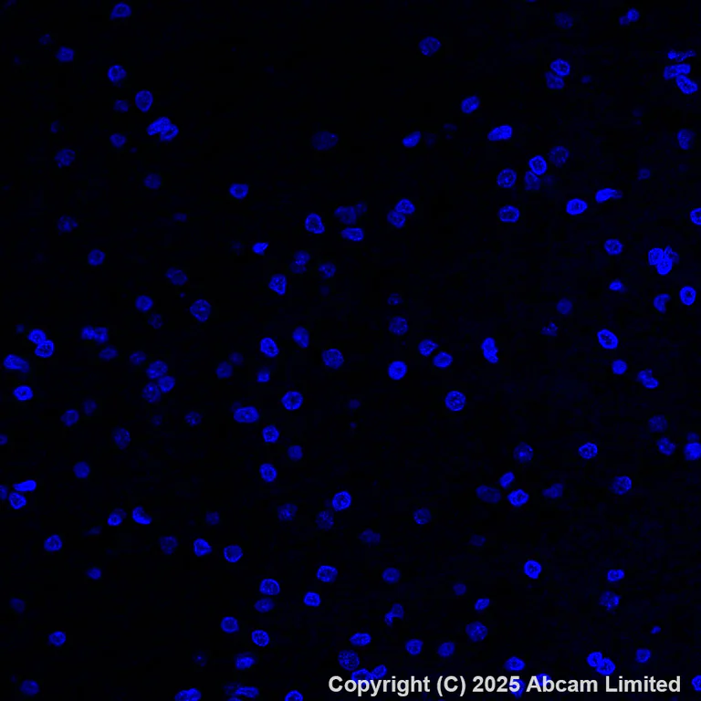 Immunohistochemistry (Formalin/PFA-fixed paraffin-embedded sections) - Alexa Fluor® 488 Anti-PRG2 antibody [EPR29096-502] (AB324073)