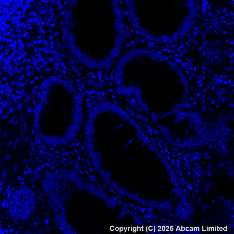 Immunohistochemistry (Formalin/PFA-fixed paraffin-embedded sections) - Alexa Fluor® 488 Anti-PRG2 antibody [EPR29096-502] (AB324073)