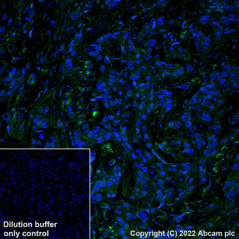 Immunohistochemistry (Formalin/PFA-fixed paraffin-embedded sections) - Alexa Fluor® 488 Anti-pro Caspase-3 antibody [E61] (AB307610)