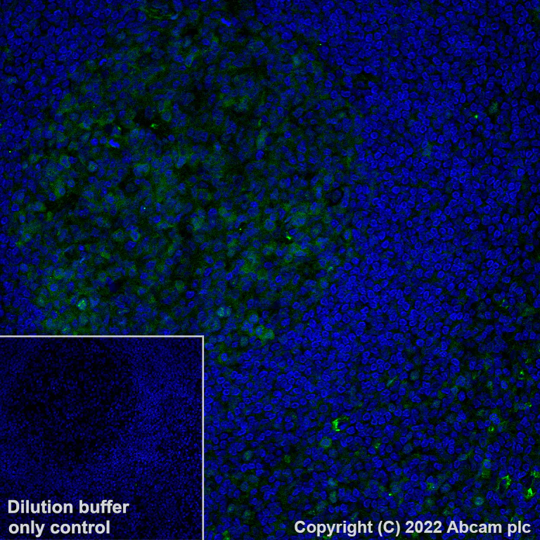 Immunohistochemistry (Formalin/PFA-fixed paraffin-embedded sections) - Alexa Fluor® 488 Anti-pro Caspase-3 antibody [E61] (AB307610)