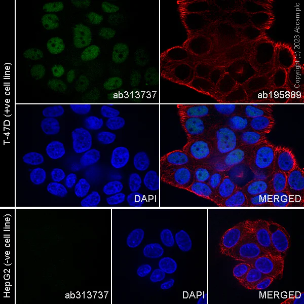 Immunocytochemistry/ Immunofluorescence - Alexa Fluor® 488 Anti-Progesterone Receptor antibody [YR85] (AB313737)