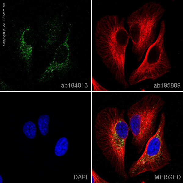Immunocytochemistry/ Immunofluorescence - Alexa Fluor® 488 Anti-Prohibitin antibody [EP2804Y] - Mitochondrial Marker (AB184813)