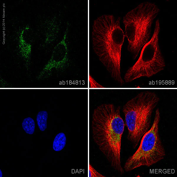 Immunocytochemistry/ Immunofluorescence - Alexa Fluor® 488 Anti-Prohibitin antibody [EP2804Y] - Mitochondrial Marker (AB184813)
