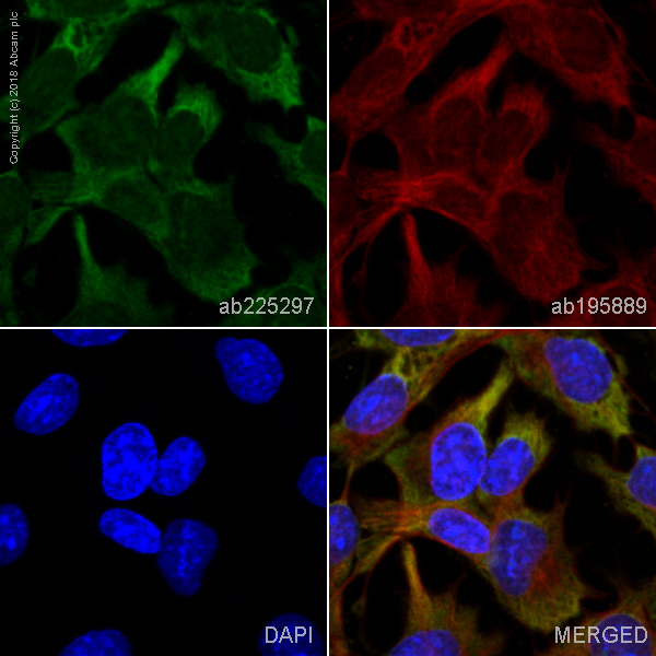 Immunocytochemistry/ Immunofluorescence - Alexa Fluor® 488 Anti-Prostaglandin D Synthase (Lipocalin)/PDS antibody [EP12357] (AB225297)