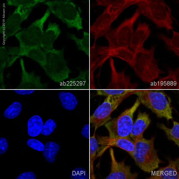 Immunocytochemistry/ Immunofluorescence - Alexa Fluor® 488 Anti-Prostaglandin D Synthase (Lipocalin)/PDS antibody [EP12357] (AB225297)