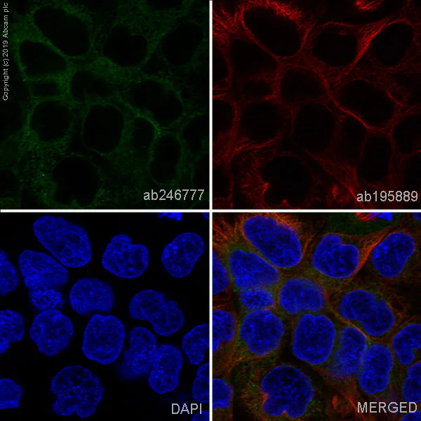 Immunocytochemistry/ Immunofluorescence - Alexa Fluor® 488 Anti-Prostaglandin E Receptor EP2/PTGER2 antibody [EPR8030(B)] (AB246777)