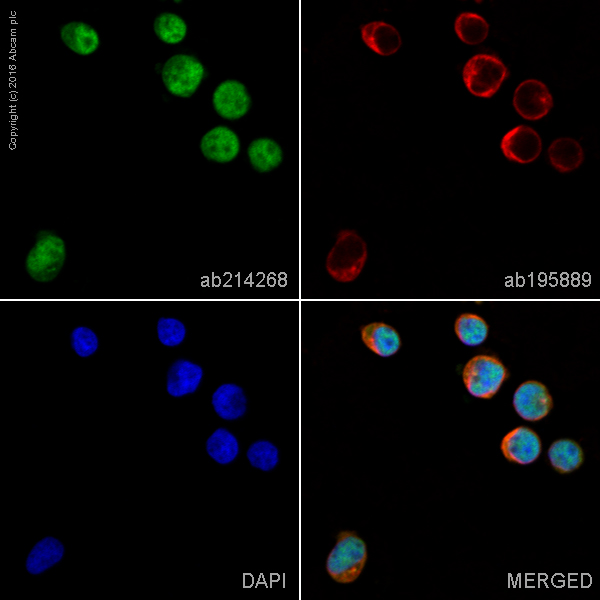 Immunocytochemistry/ Immunofluorescence - Alexa Fluor® 488 Anti-Proteasome 20S LMP7 antibody [EPR14482(B)] (AB214268)