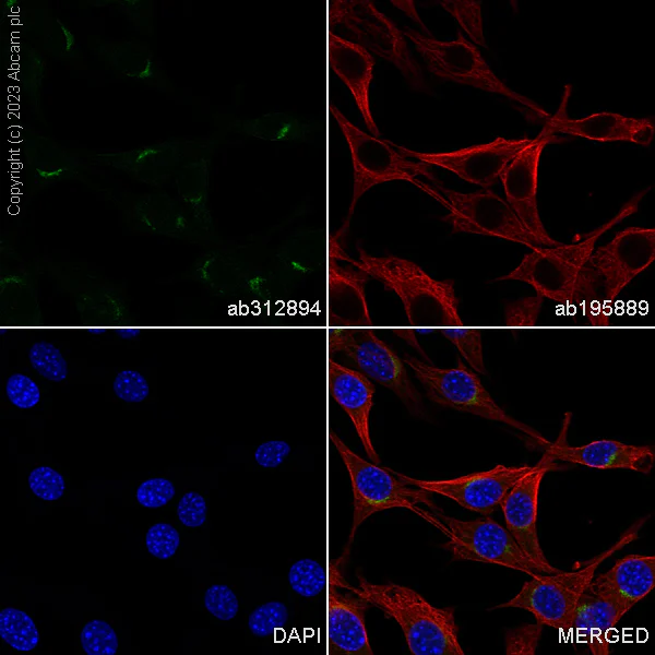 Immunocytochemistry/ Immunofluorescence - Alexa Fluor® 488 Anti-Protein CASP antibody [EPR18806] (AB312894)